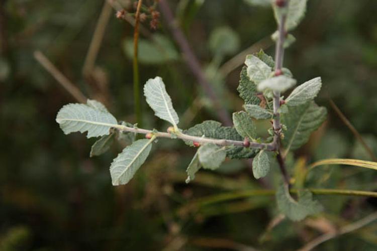 Salix aurita © DESCHEEMACKER A.