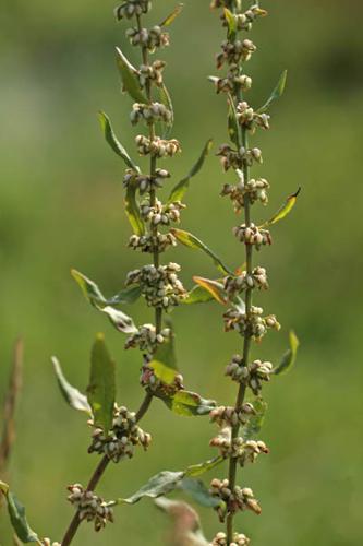 Rumex conglomeratus © NAWROT O.