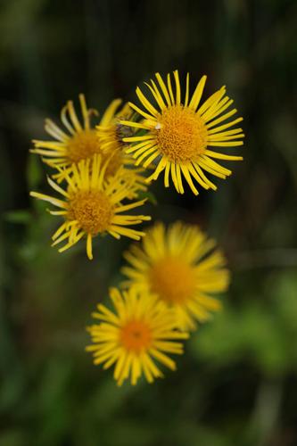 Inula britannica © DESCHEEMACKER A.