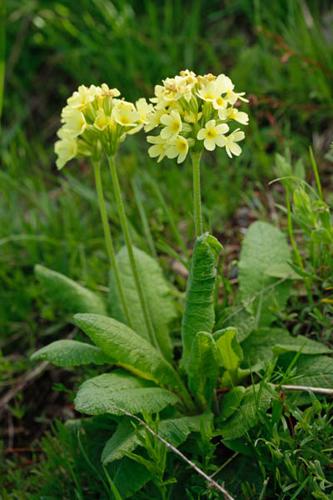 Primula elatior © DESCHEEMACKER A.