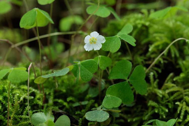 Oxalis acetosella © DESCHEEMACKER A.