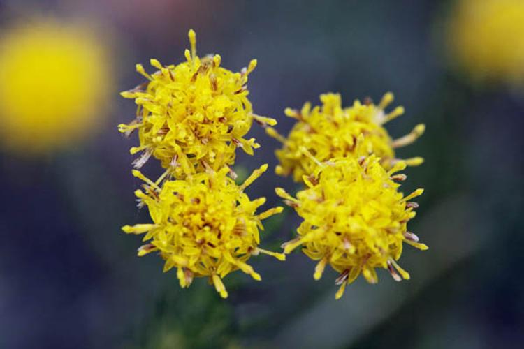 Aster linosyris © DESCHEEMACKER A.