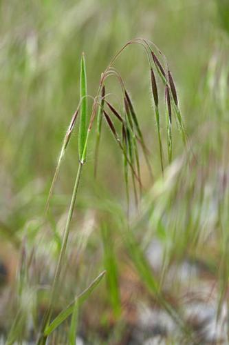 Bromus tectorum © DESCHEEMACKER A.