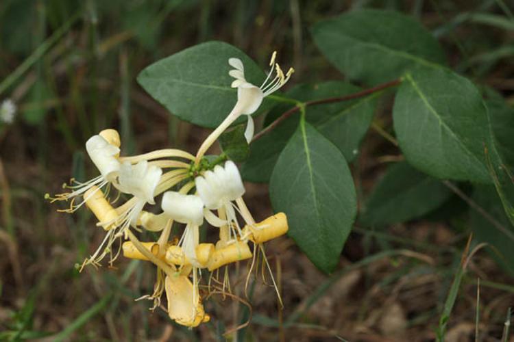 Lonicera periclymenum © DESCHEEMACKER A.