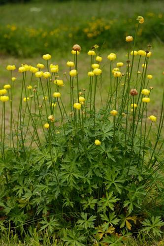 Trollius europaeus © DESCHEEMACKER A.