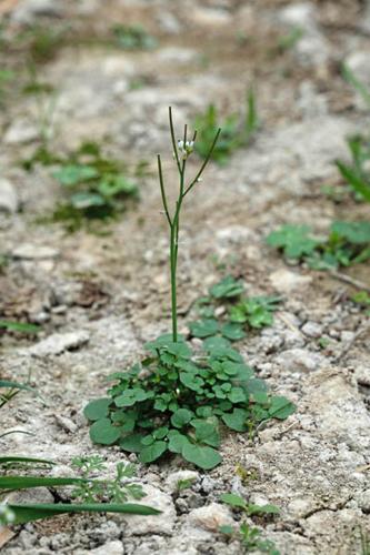 Cardamine hirsuta © DESCHEEMACKER A.