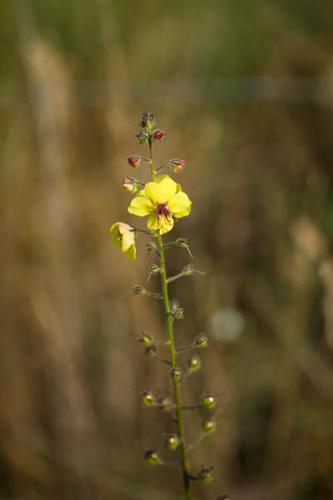 Verbascum blattaria © DESCHEEMACKER A.