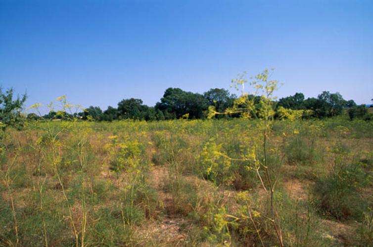 Peucedanum officinale © OLIVIER L.