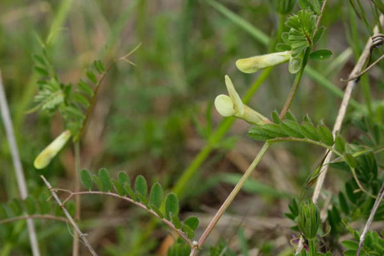 Vicia hybrida © DESCHEEMACKER A.