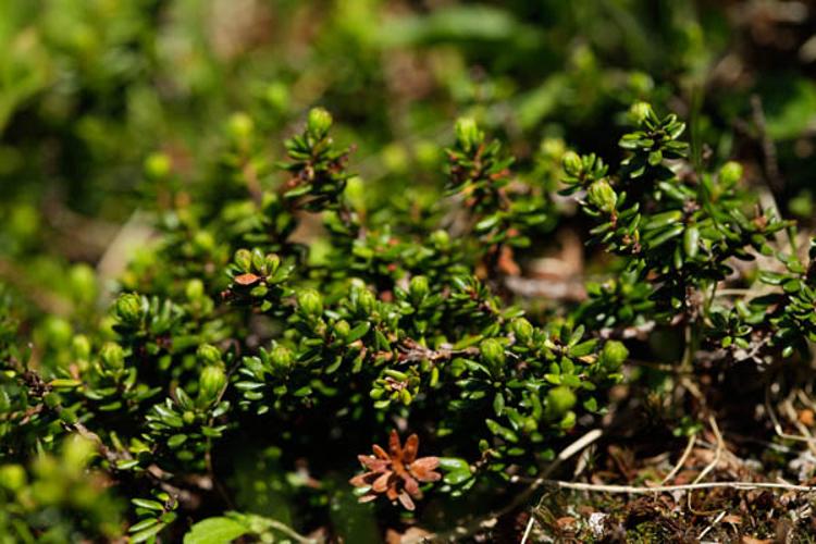 Empetrum nigrum © DESCHEEMACKER A.