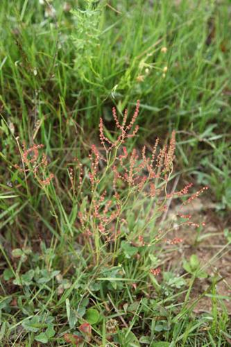 Rumex acetosella © DESCHEEMACKER A.