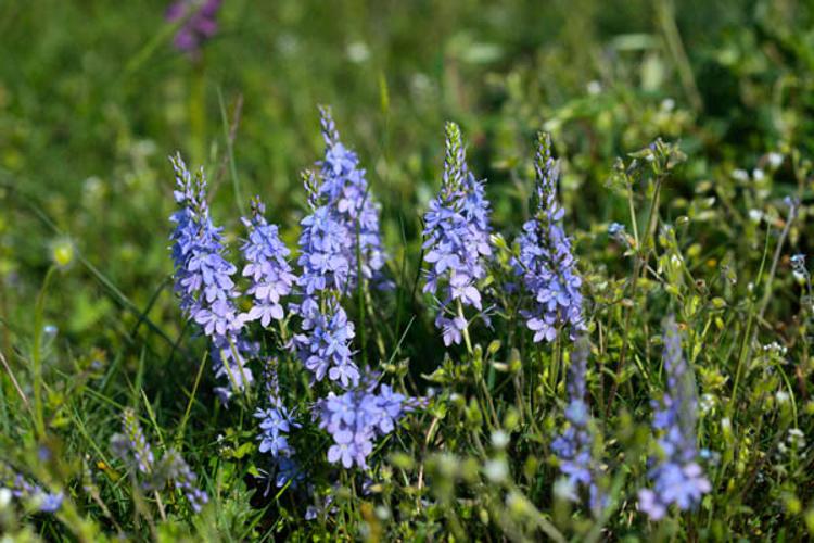 Veronica prostrata subsp. scheereri © DESCHEEMACKER A.