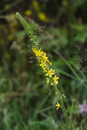 Agrimonia eupatoria © DESCHEEMACKER A.