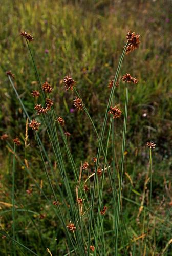 Schoenoplectus tabernaemontani © OLIVIER L.