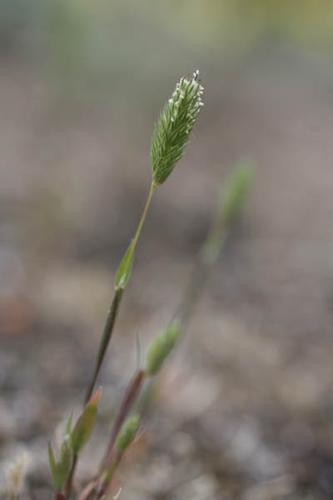 Phleum arenarium © NAWROT O.