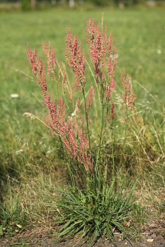 Rumex thyrsiflorus © DESCHEEMACKER A.