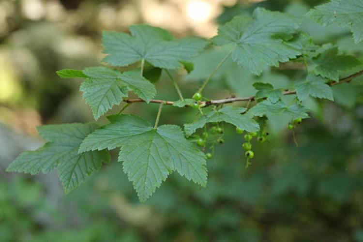 Ribes petraeum © DESCHEEMACKER A.