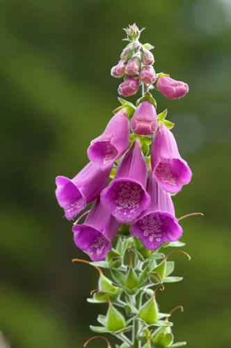 Digitalis purpurea © PERERA S.