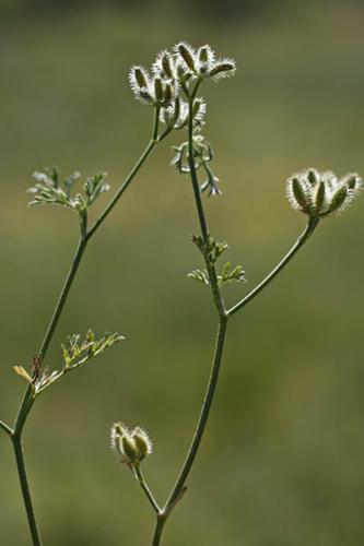 Torilis leptophylla © NAWROT O.