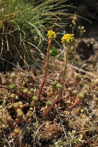 Sedum forsterianum © DESCHEEMACKER A.