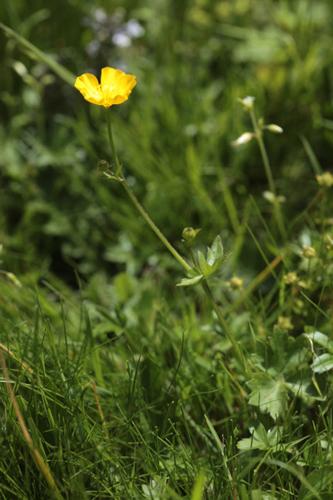 Ranunculus tuberosus © DESCHEEMACKER A.