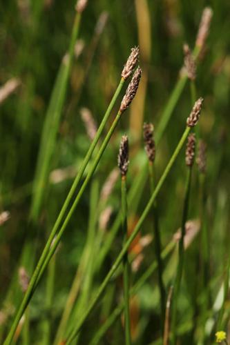 Eleocharis palustris © DESCHEEMACKER A.