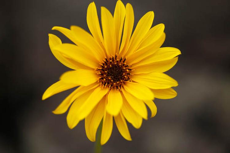 Helianthus x laetiflorus © DESCHEEMACKER A.