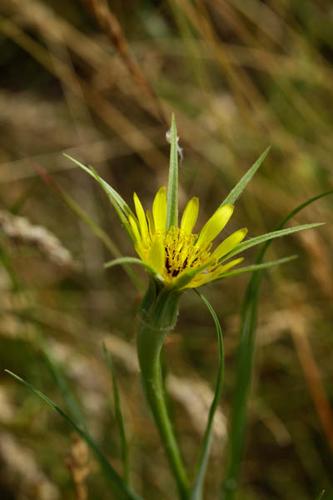 Tragopogon dubius © DESCHEEMACKER A.