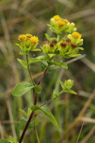 Inula bifrons © DESCHEEMACKER A.