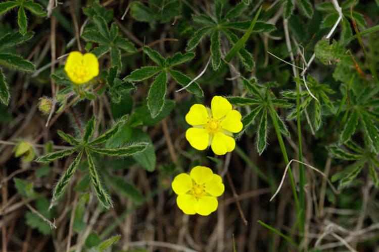 Potentilla heptaphylla © DESCHEEMACKER A.