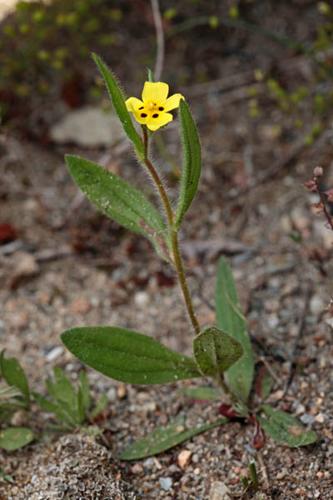 Tuberaria guttata © DESCHEEMACKER A.