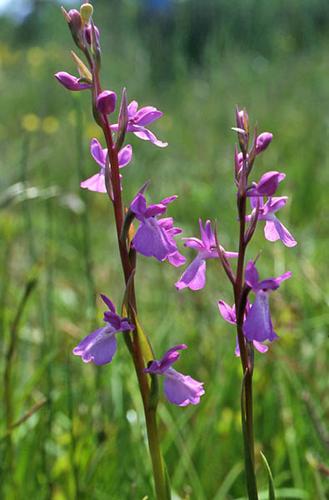 Anacamptis palustris © NAWROT O.