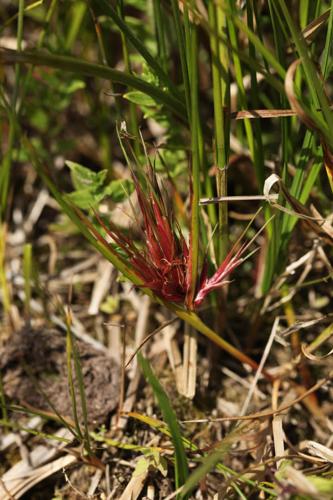 Juncus acutiflorus © DESCHEEMACKER A.