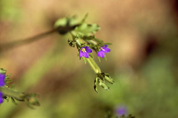 Legousia hybrida © LEGUEN M