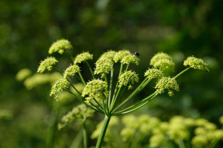 Heracleum sphondylium subsp. sibiricum © DESCHEEMACKER A.