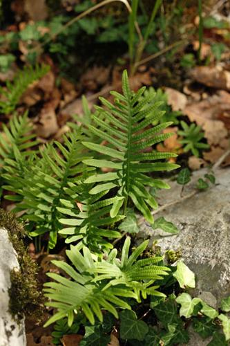 Polypodium cambricum © DESCHEEMACKER A.