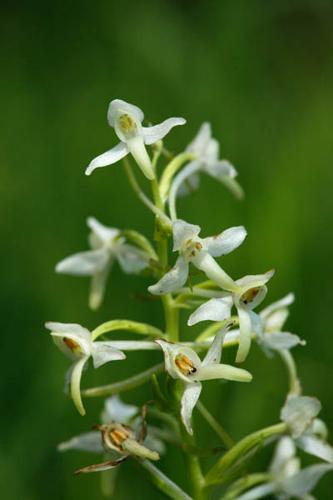 Platanthera bifolia © DESCHEEMACKER A.