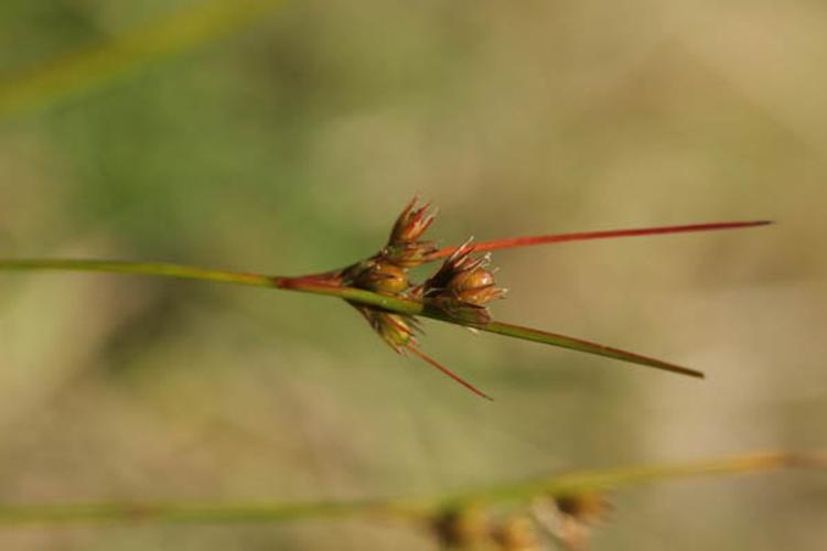 Juncus tenuis © DESCHEEMACKER A.