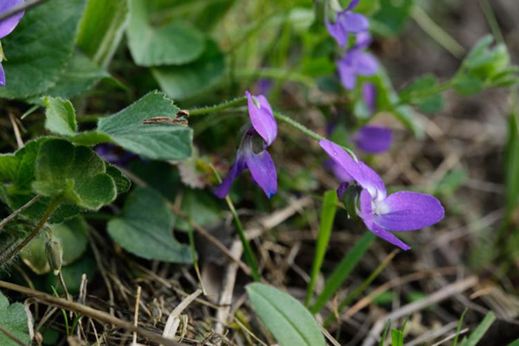 Viola hirta © DESCHEEMACKER A.