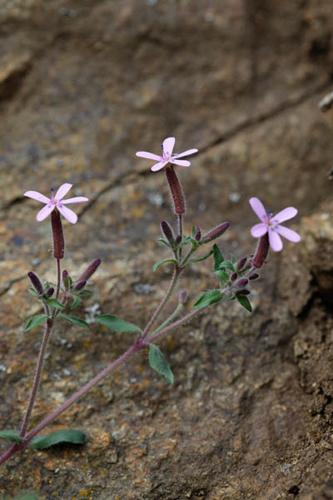 Saponaria ocymoides © DESCHEEMACKER A.
