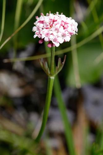 Valeriana dioica © DESCHEEMACKER A.