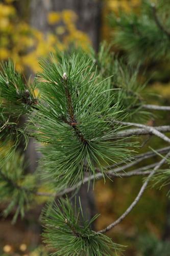 Pinus nigra © DESCHEEMACKER A.
