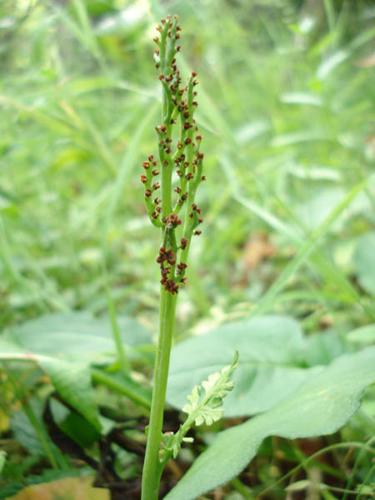 Botrychium matricariifolium © NICOLAS S.