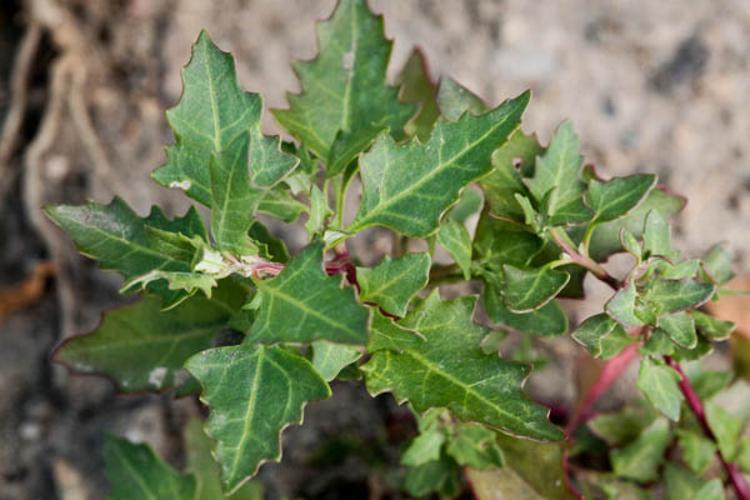 Chenopodium rubrum © DESCHEEMACKER A.