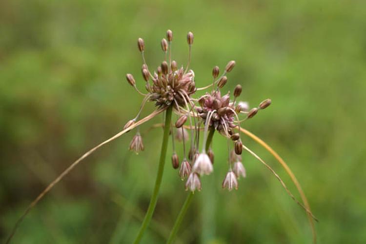 Allium oleraceum © NAWROT O.