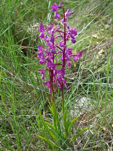 Anacamptis laxiflora © NICOLAS S.