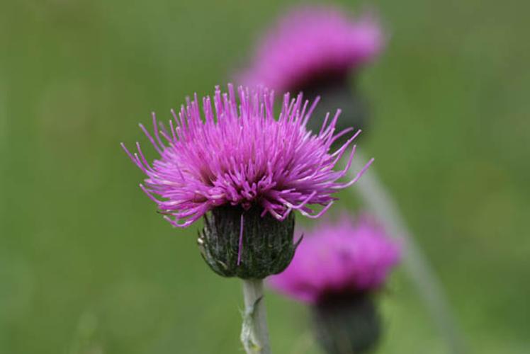 Cirsium dissectum © MADY M.