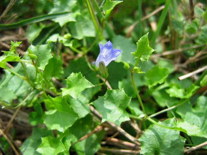 Wahlenbergia hederacea © MADY Mickael