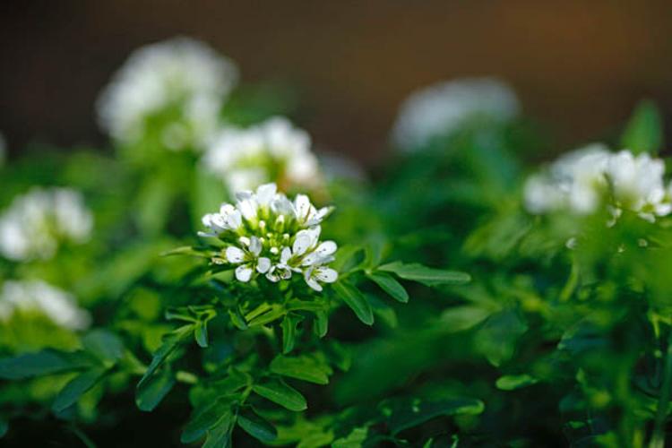 Cardamine amara © DESCHEEMACKER A.