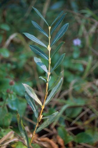 Salix purpurea © CHOISNET G.